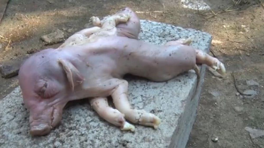 Parasitic Twin pig born in China Due To Mutation