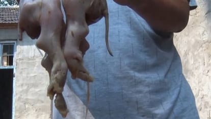 Parasitic Twin pig born in China Due To Mutation