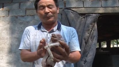 Parasitic Twin pig born in China Due To Mutation