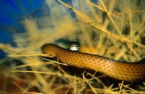 Spot the snake crawling near baby cot in this picture