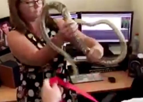 Spot the snake crawling near baby cot in this picture