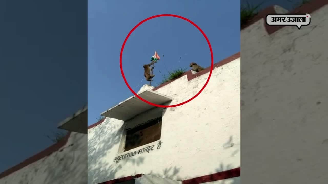 वायरल वीडियो