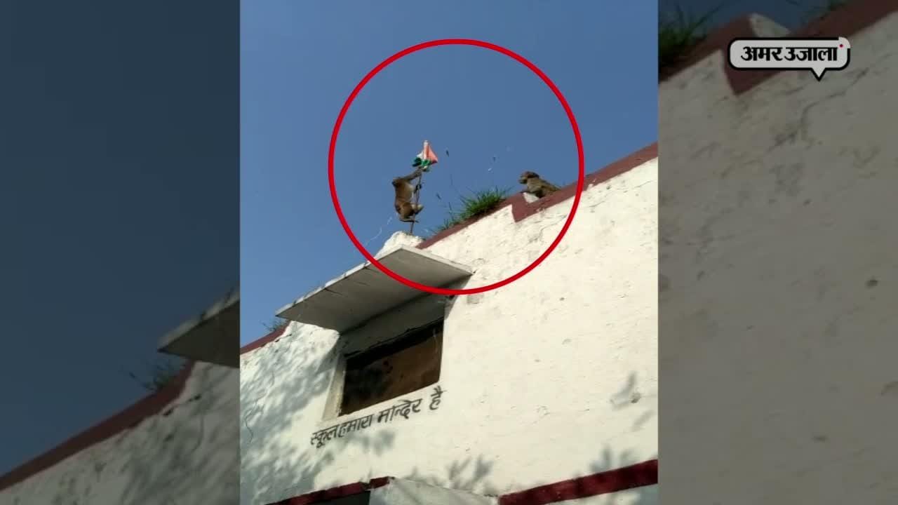 वायरल वीडियो