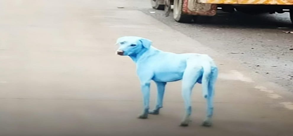 Mumbai: Stray dogs turn BLUE after swimming in polluted Kasadi River