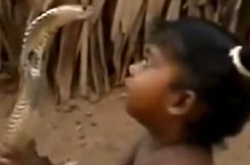 Toddler Killed Wolf Snake at Firozabad in Uttar Pradesh