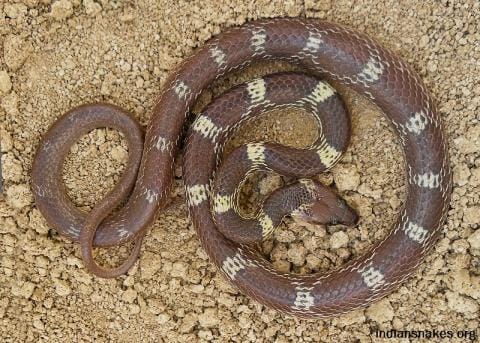 Toddler Killed Wolf Snake at Firozabad in Uttar Pradesh