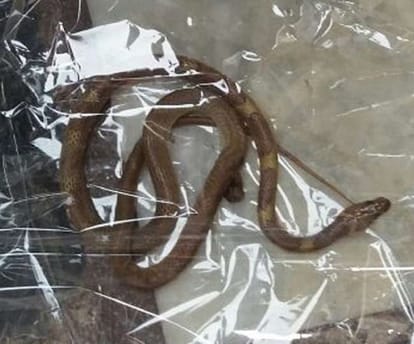 Wolf Snake