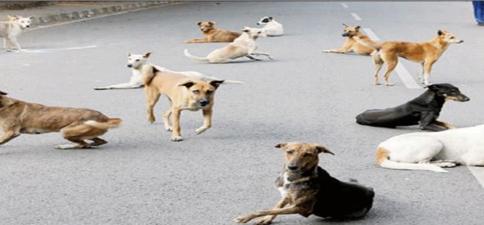 pack of stray dogs attacks bengaluru residents