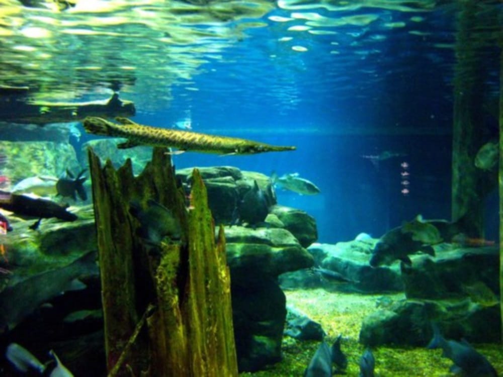 Tourist entry ban in Bhimtal lake sea fish aquarium all fishes died