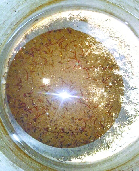 Worms ventilated with tap water in Kathayatabada