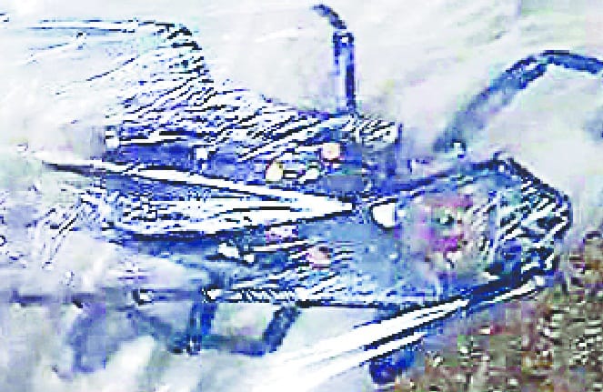 insect caught, said this is choti katva