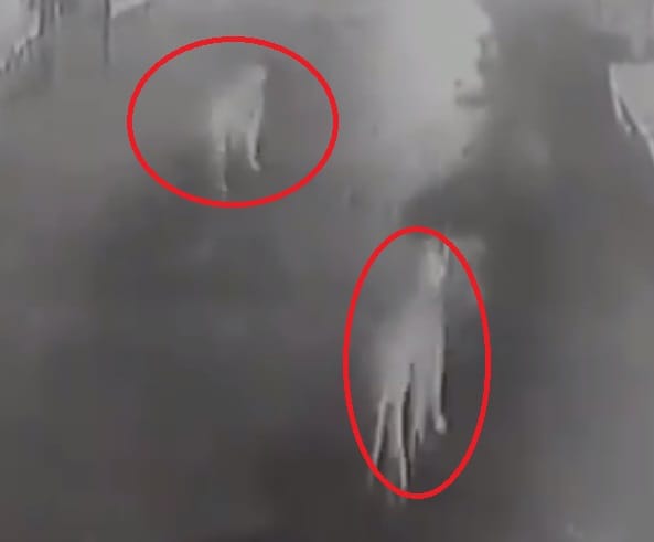 12 Lions Entered Rampara village in Amreli in Gujarat from Gir sanctuary