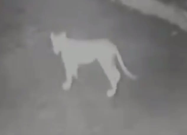 12 Lions Entered Rampara village in Amreli in Gujarat from Gir sanctuary