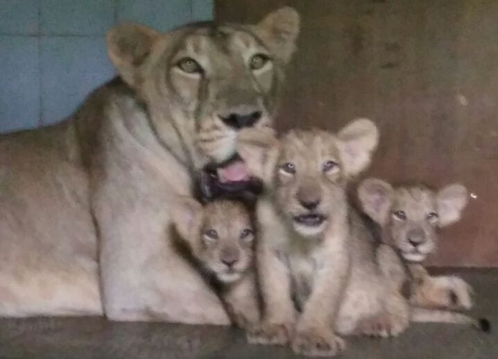 new guests come in the Century, tourist can be enjoy Lion safari till 2018