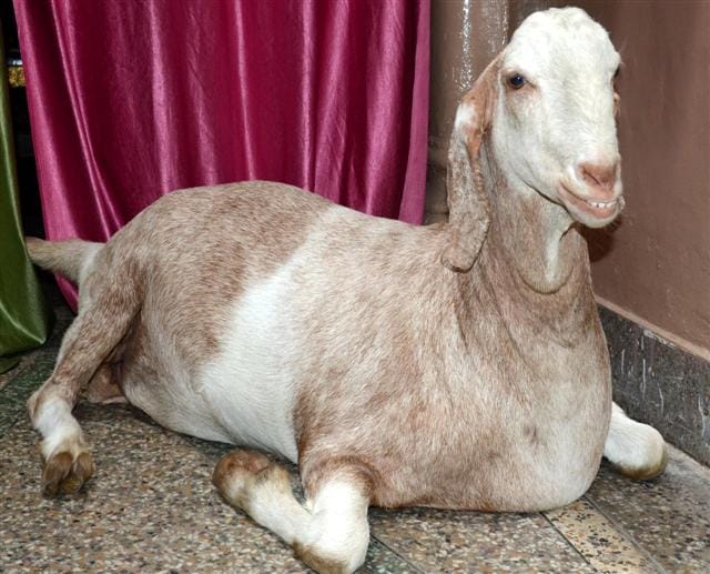 Goats are heavy,eating food amazing