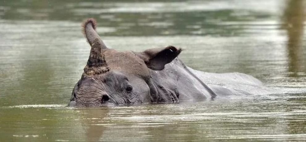 Must visit Kaziranga National Park Assam Golghat in India