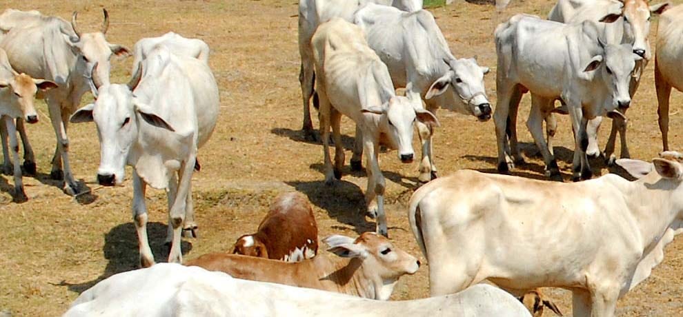 cow viligants beaten muslims badly then police arrested them in bihar