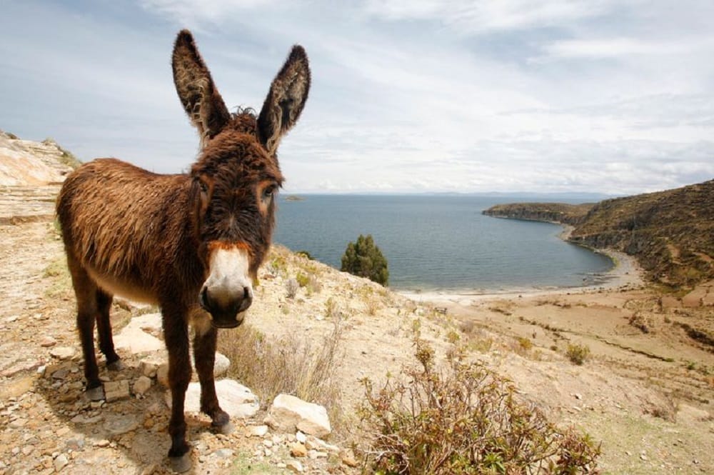 Donkey gang raped allegedly by 15 teens in Morocco later found to be rabies infected