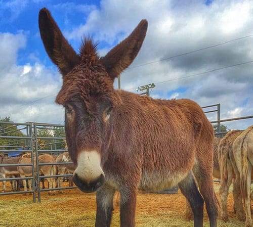 Donkey gang raped allegedly by 15 teens in Morocco later found to be rabies infected