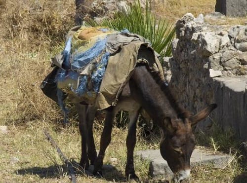 Donkey gang raped allegedly by 15 teens in Morocco later found to be rabies infected
