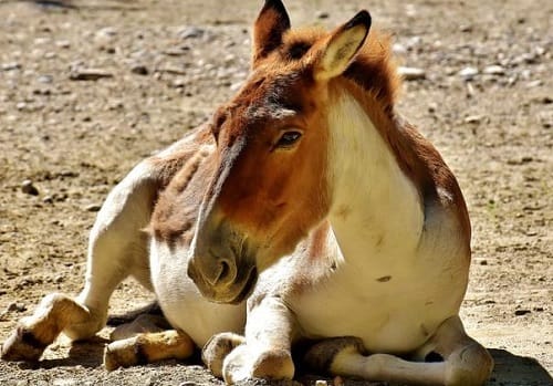 Donkey gang raped allegedly by 15 teens in Morocco later found to be rabies infected