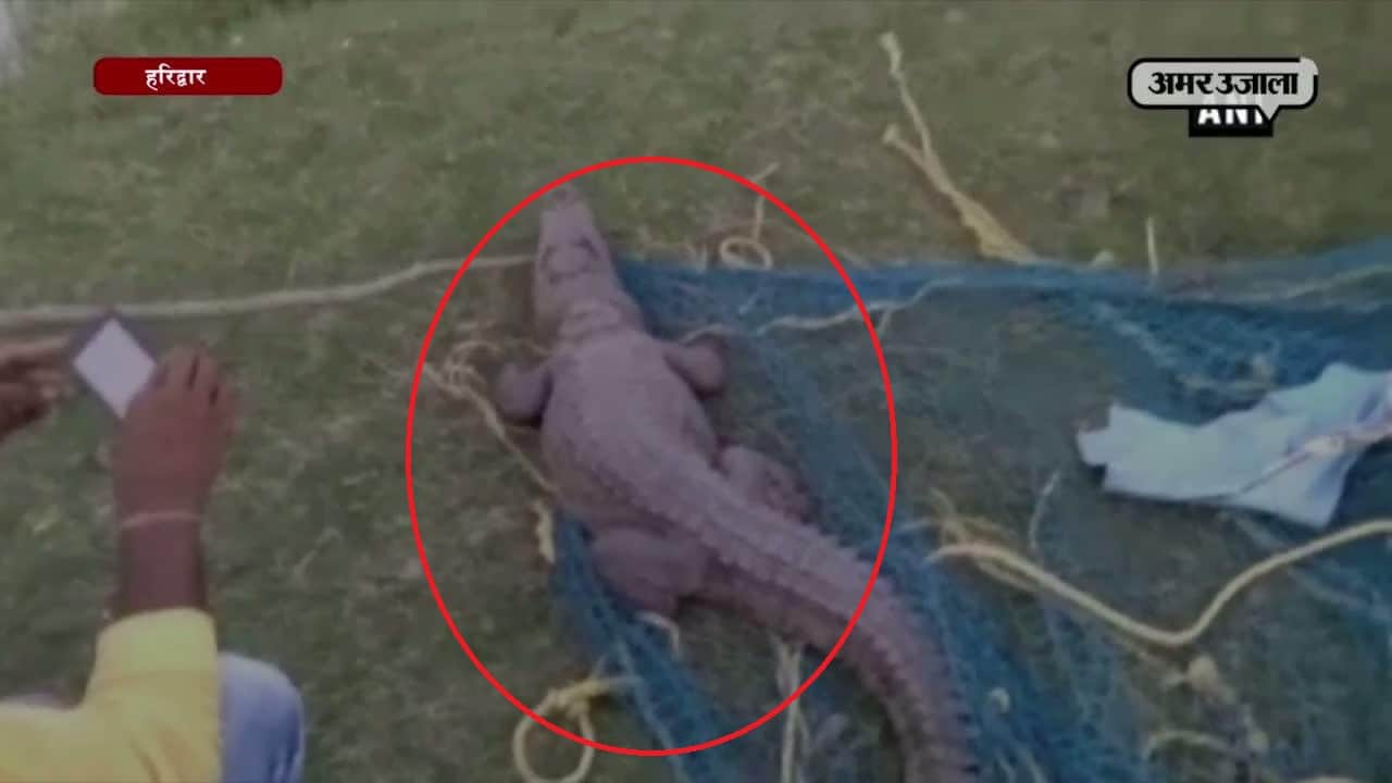 हरिद्वार, मगरमच्छ 