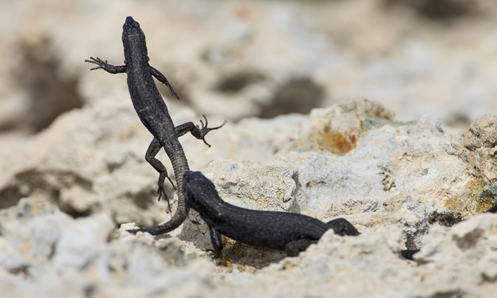 have you seen lizard fight, it's unlucky for you