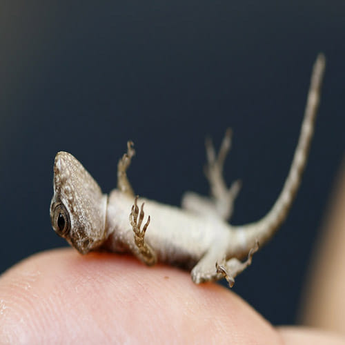 have you seen lizard fight, it's unlucky for you