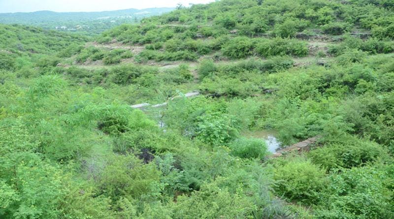story of piplantri village in rajasthan