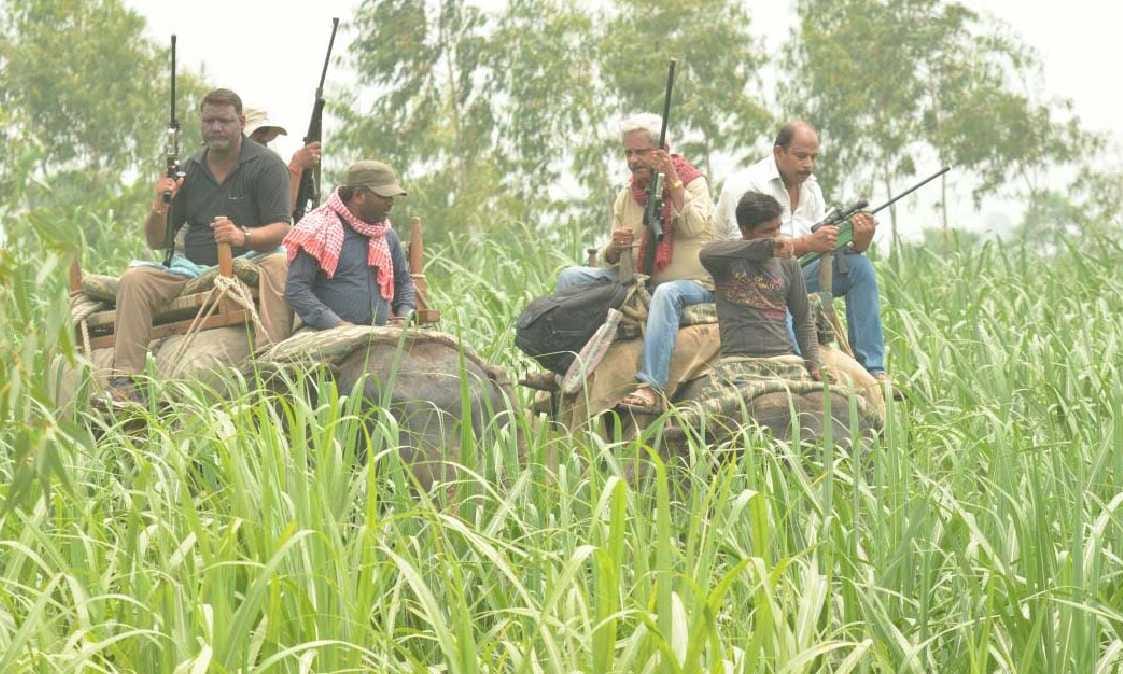 Captured bloody tiger in the camera, fast catching drill