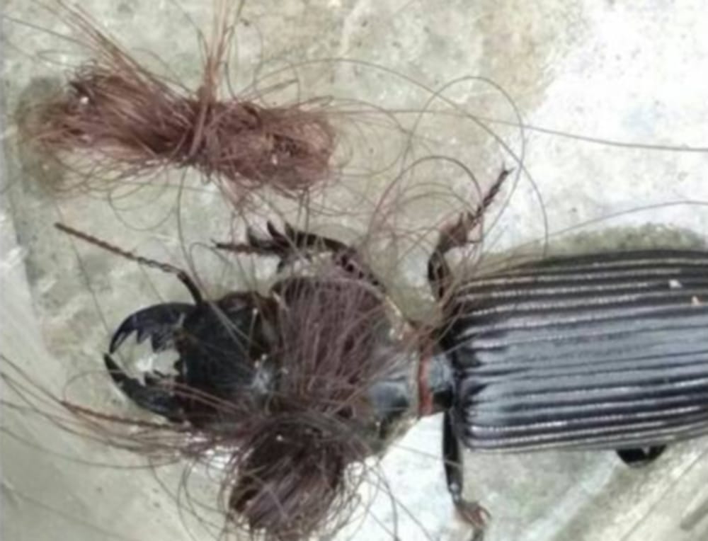 is that true this worm is cutting women choti