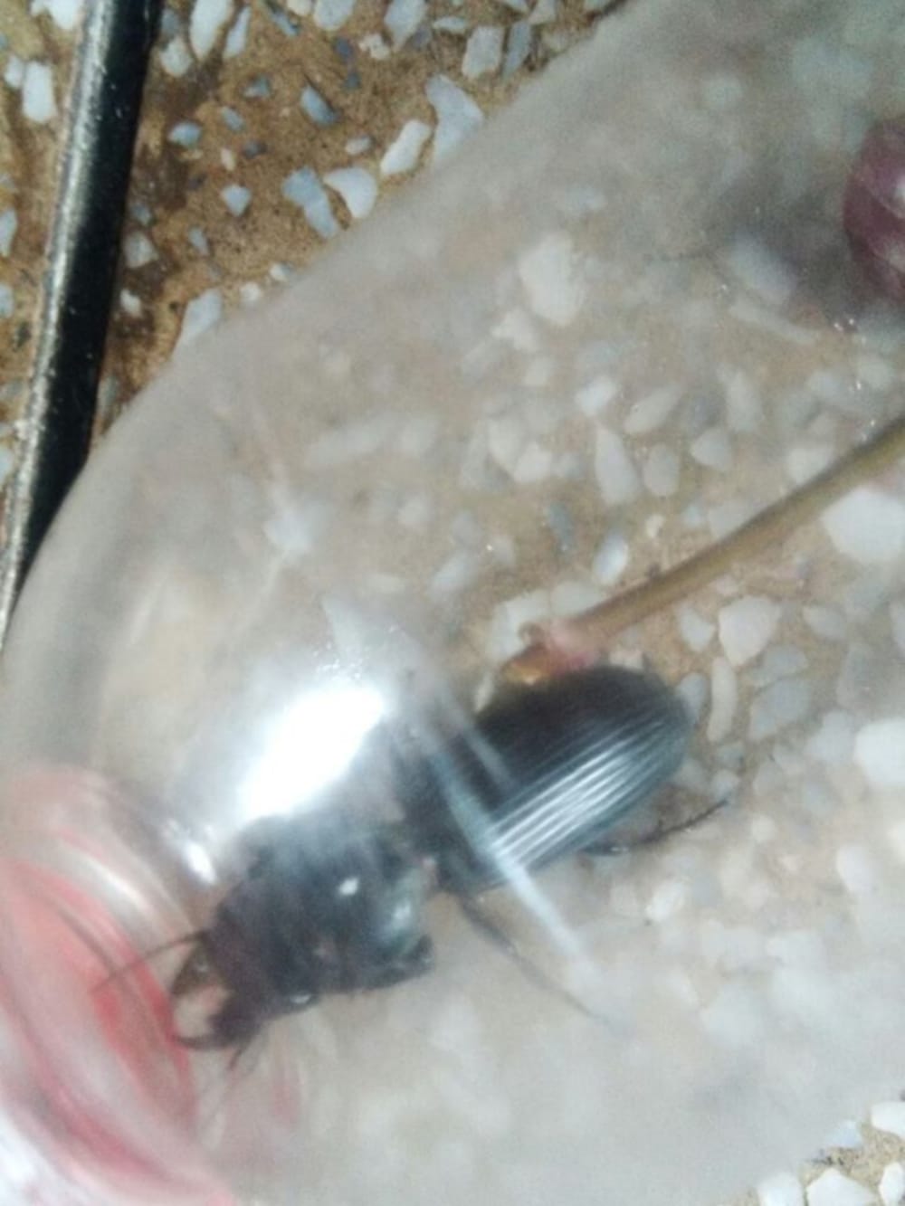 is that true this worm is cutting women choti