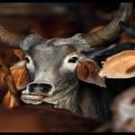 Cow