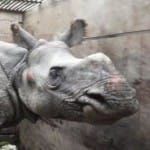 One horned rhinoceros
