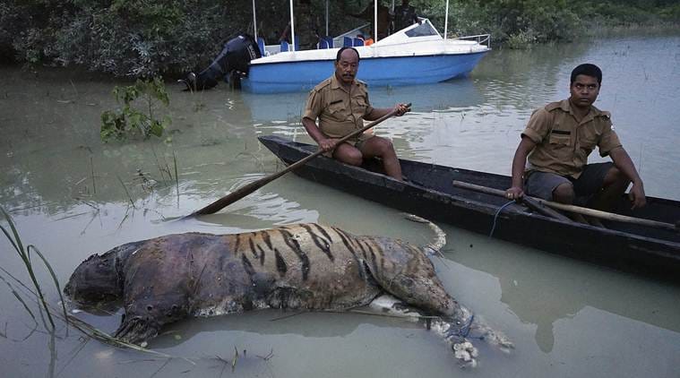 Nearly 240 animals found dead In Assam floods At Kaziranga National Park