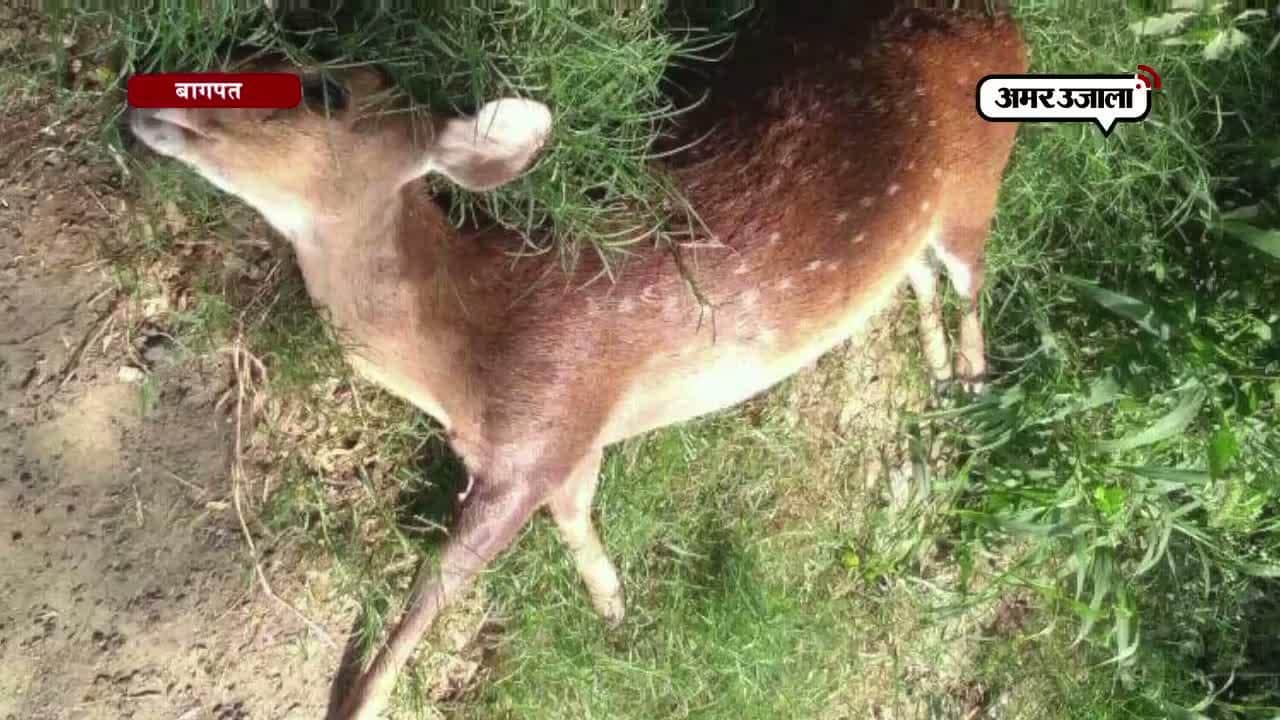 बागपत हिरन