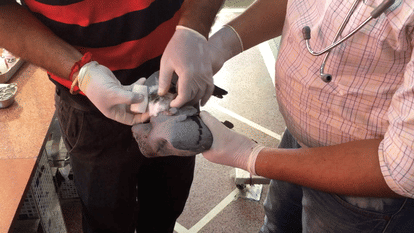 Birds getting injured by kite flying and by Chinese  manjha on independence day