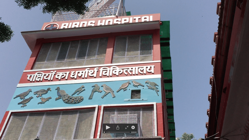 Birds getting injured by kite flying and by Chinese  manjha on independence day