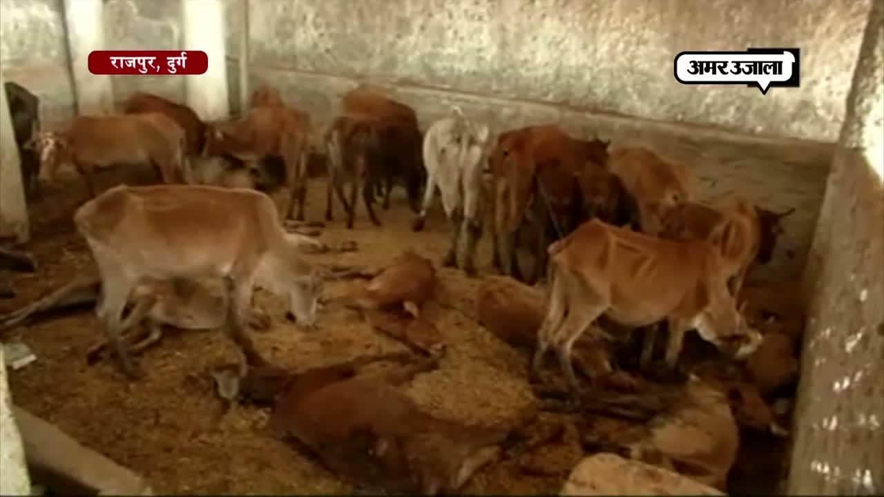 गायों की मौत