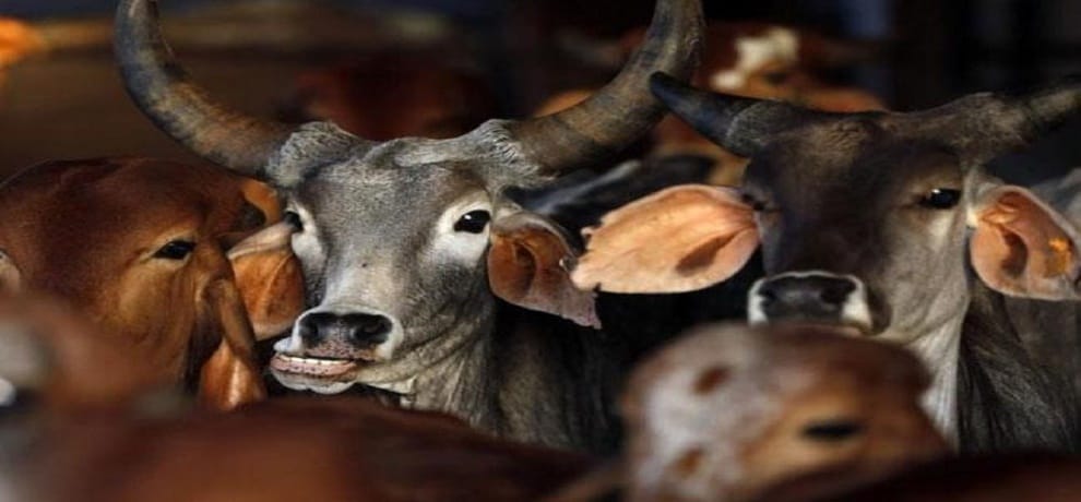 Rajasthan police have released 6 cattle in alwar