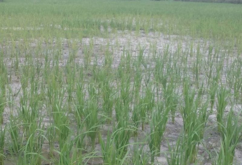 कम बारिश से किसान परेशान