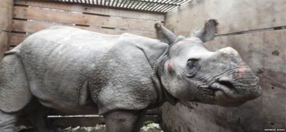 One horned rhinoceros flowed through Nepal to India