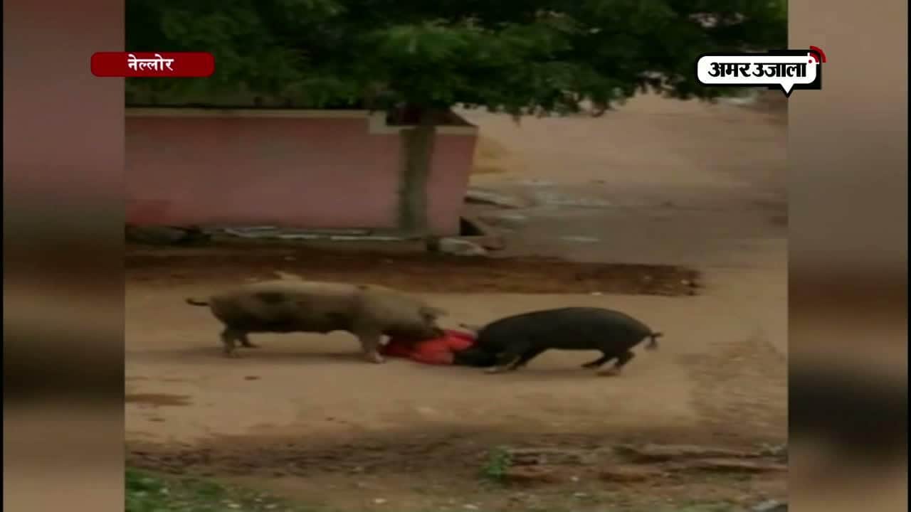 सुअरों का हमला