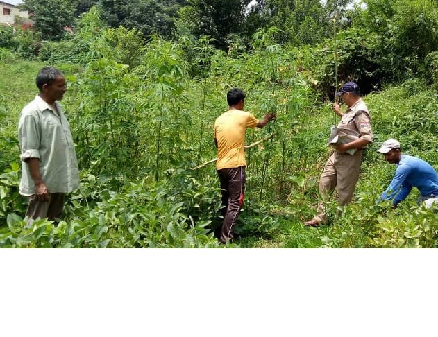 Police destroyed the cannabis crop in Roumalim