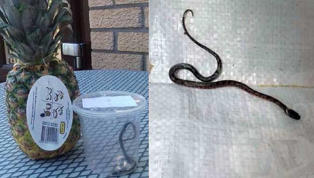 Man found snakelet wrapped around Pineapple purchased from supermarket