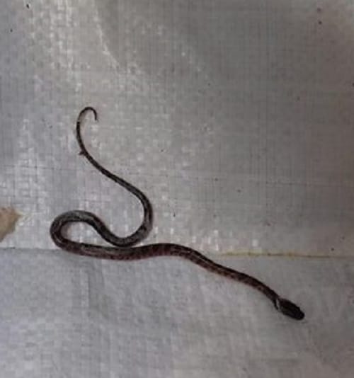 Man found snakelet wrapped around Pineapple purchased from supermarket