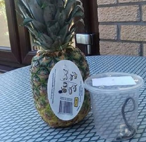 Man found snakelet wrapped around Pineapple purchased from supermarket