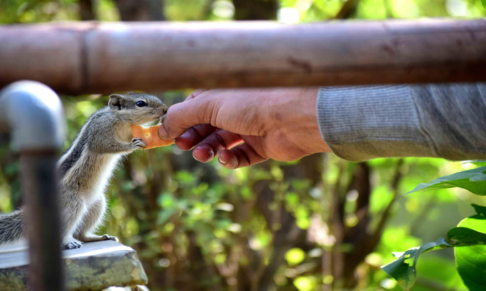 world photography day 2017: Squirrel clicked while eating biscuit at Keoladeo National Park