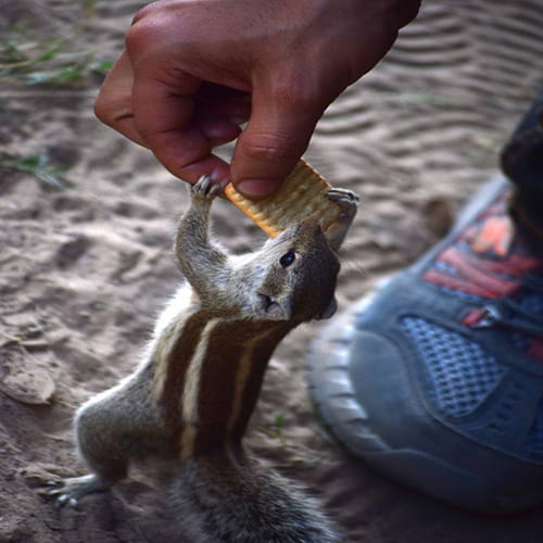 world photography day 2017: Squirrel clicked while eating biscuit at Keoladeo National Park