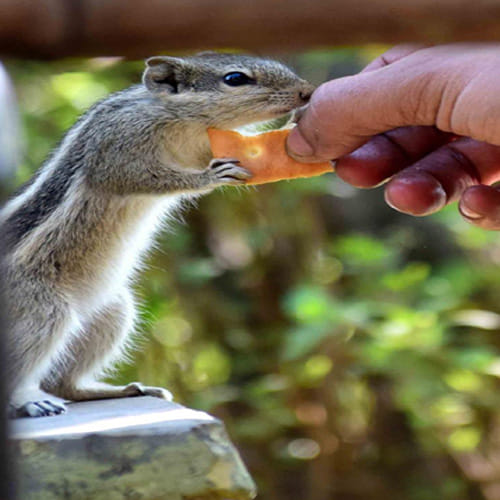 world photography day 2017: Squirrel clicked while eating biscuit at Keoladeo National Park